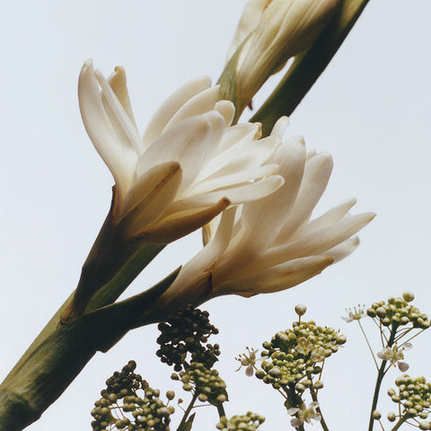 Tuberose Angelica Body Crème