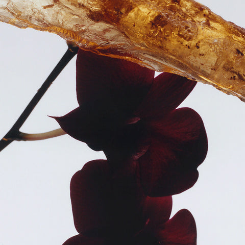 Dark Amber & Ginger Lily Body Crème