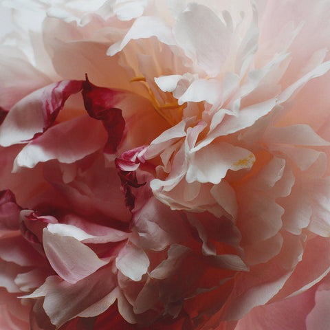Peony & Blush Suede Body & Hand Wash