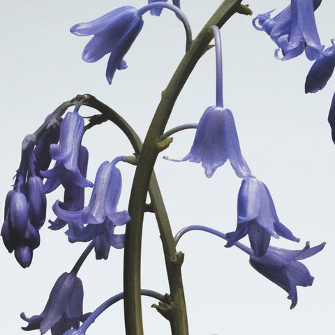 Wild Bluebell Reed Diffuser